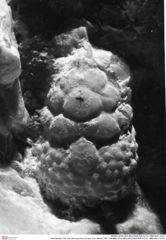 Historisches Foto von Verrucarcinus torosus (von Meyer, 1857) (NHMW-AFW-GEO-BACHMAYER-FOTO-1990-0041-3476)